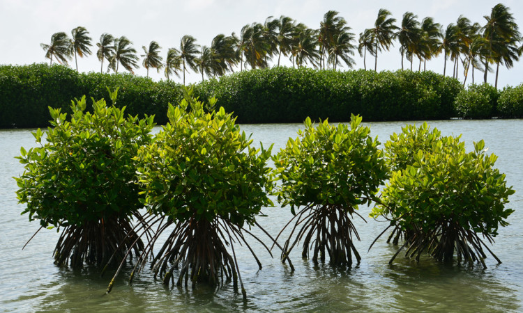 genge-resort-sri-lanka-kalpitiya-lagoon-25